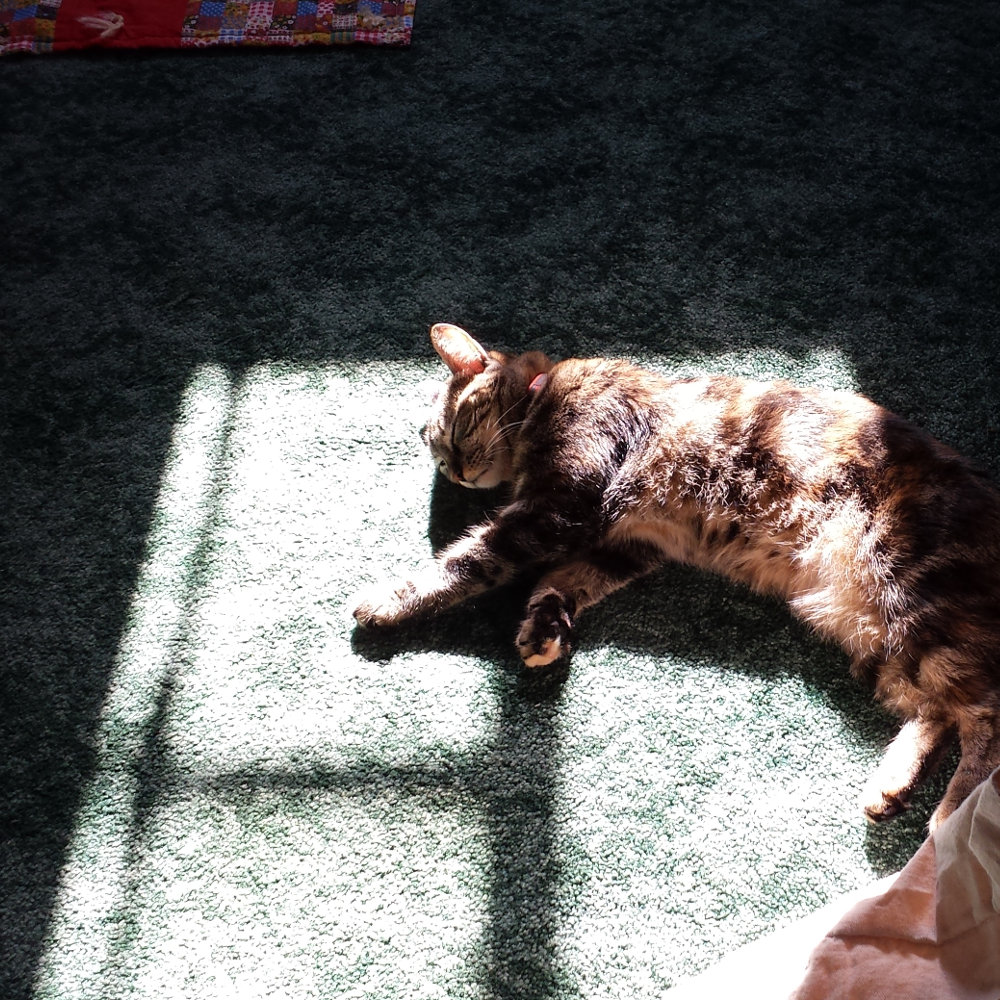 Cat laying on the floor, basking in the sunlight shining in through a window.